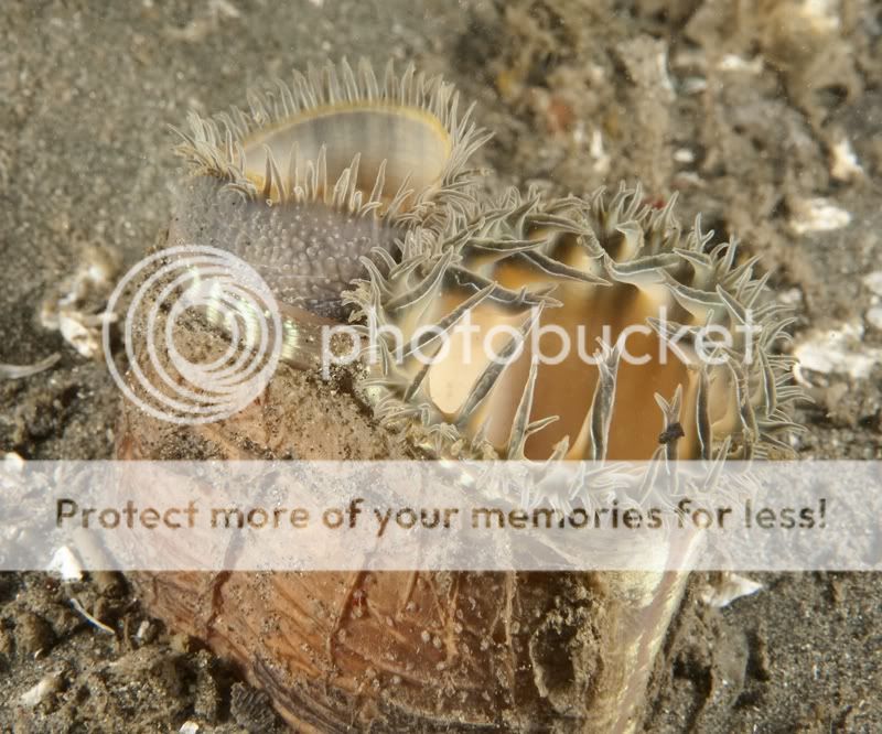 Morro Bay North TPier